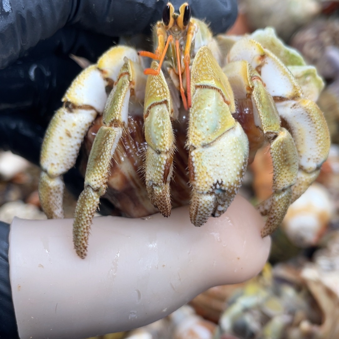 不退不换活体宠物12