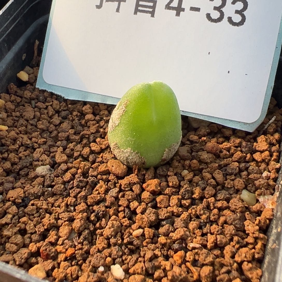 4-33肉锥多肉植物，