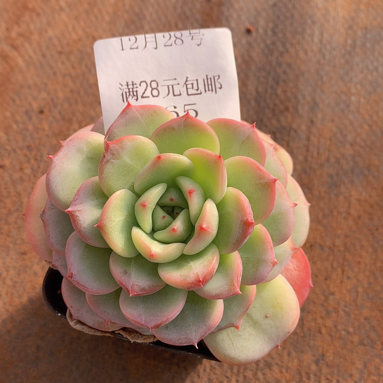 【闪购商品】云165号