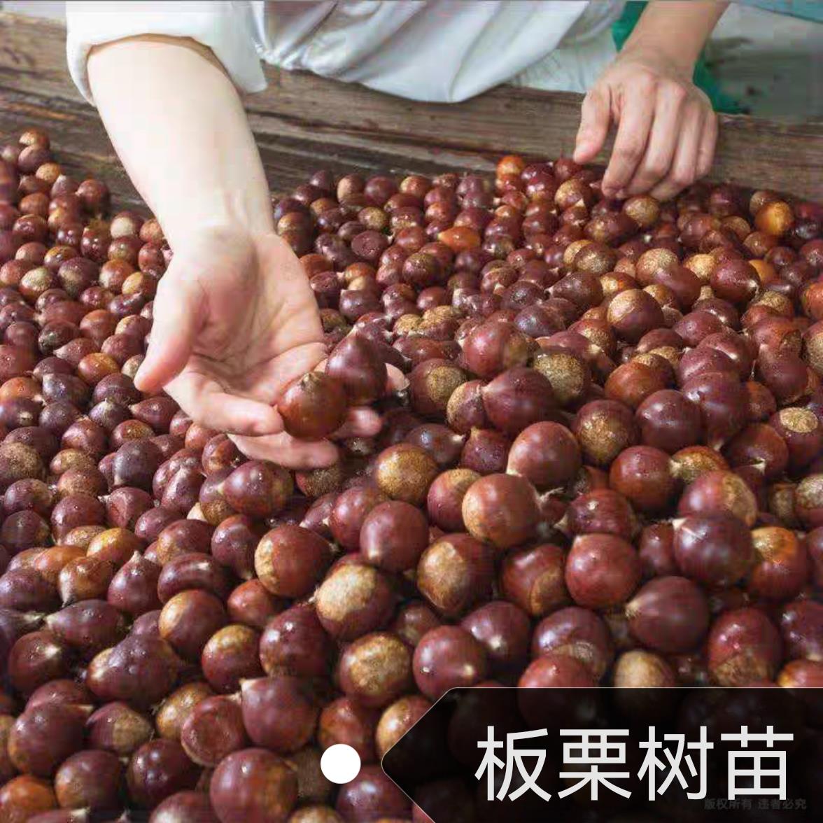 南方锥栗苗正宗锥栗树苗尖栗子毛栗子建瓯优质锥栗小板粟树苗