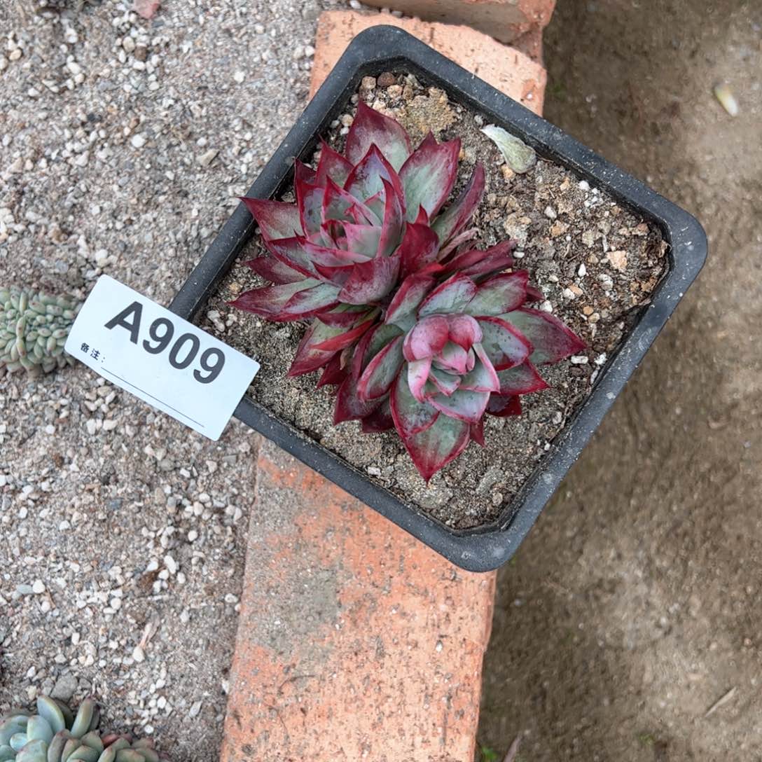 ?***?909的人的人儿的人