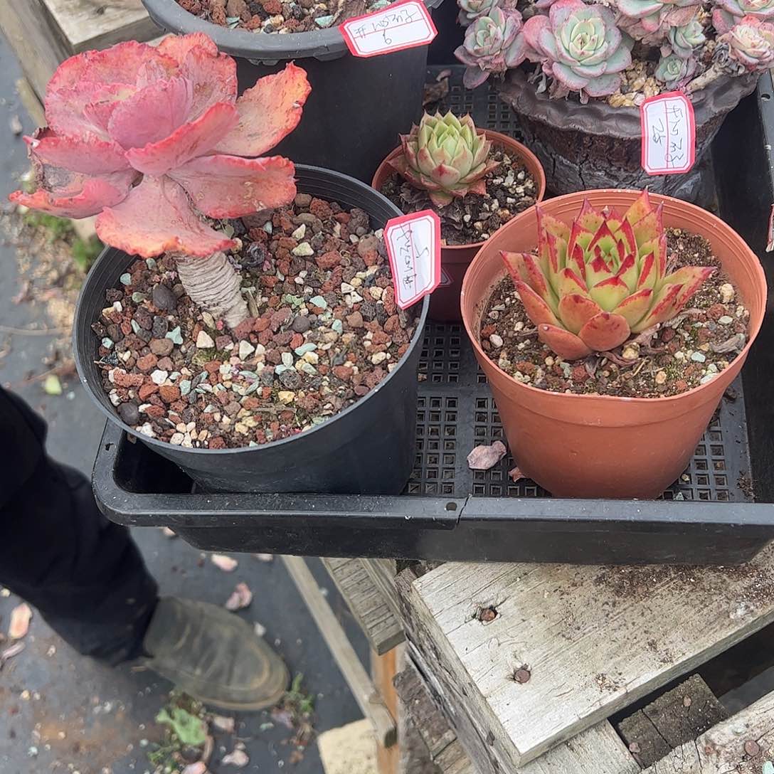 开***子5颗小老桩多肉植物脱土