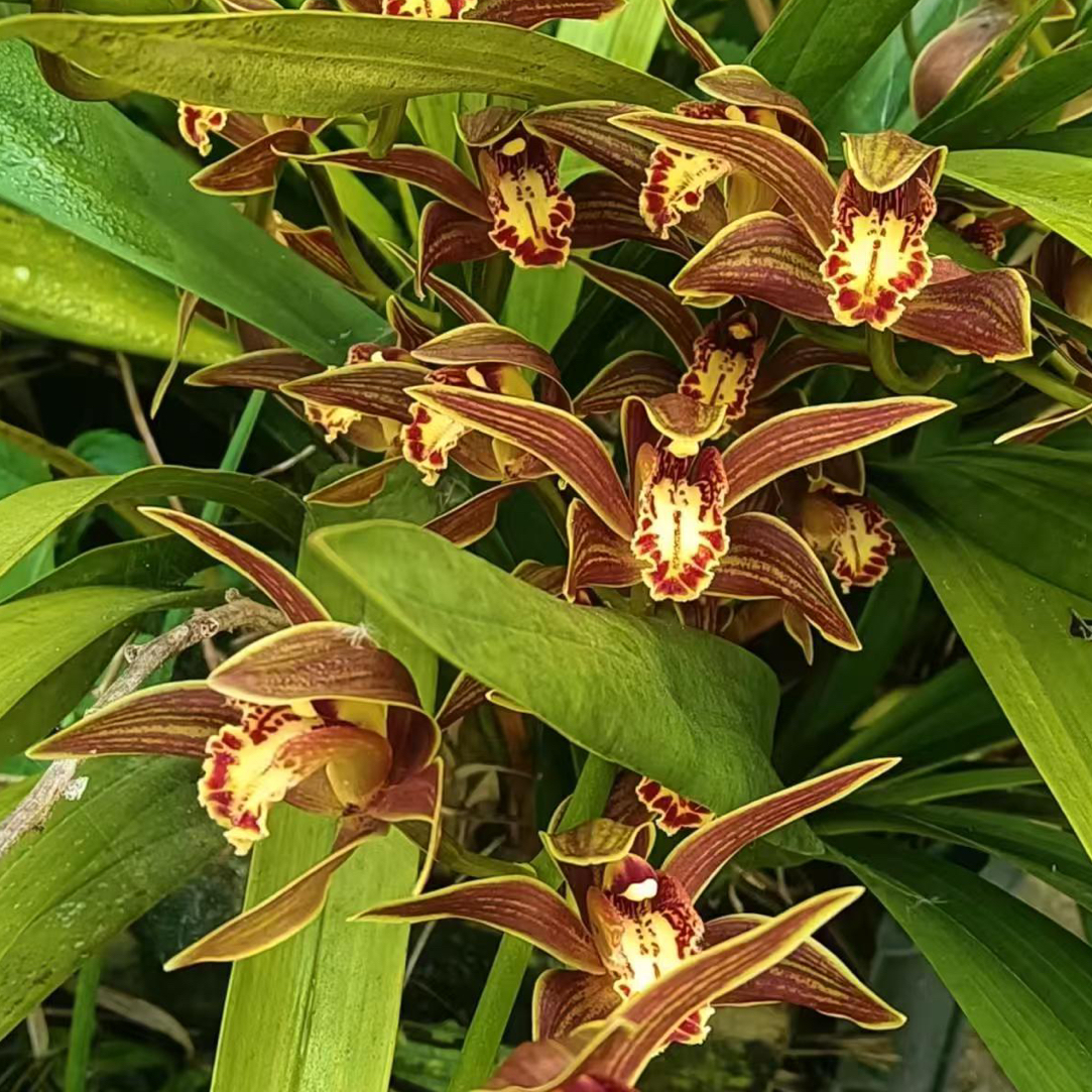 红婵兰（虎头兰）秋冬花期，红黄两色，叶宽耐肥，勤芽耐热