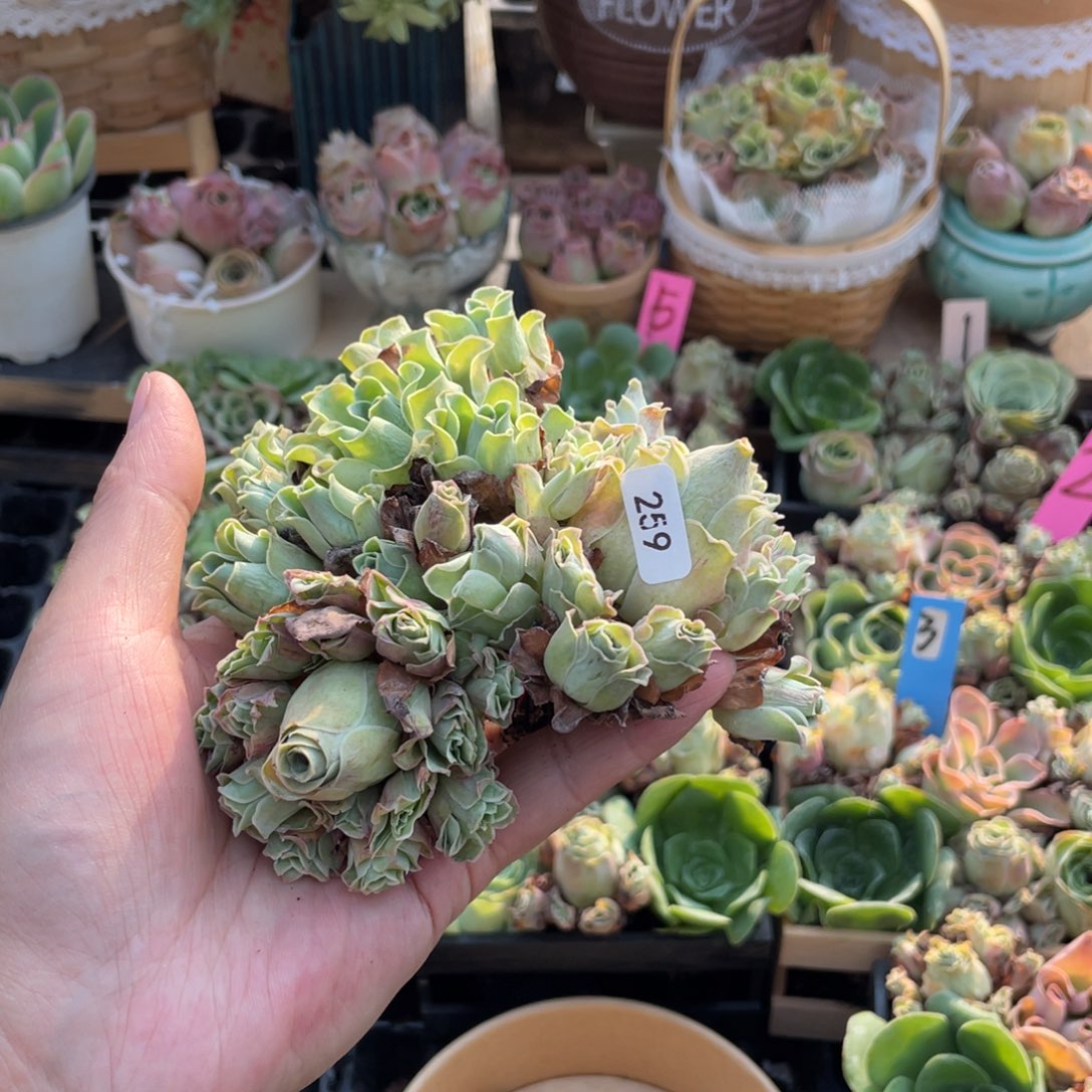 天***心山地玫瑰多肉植物花卉259