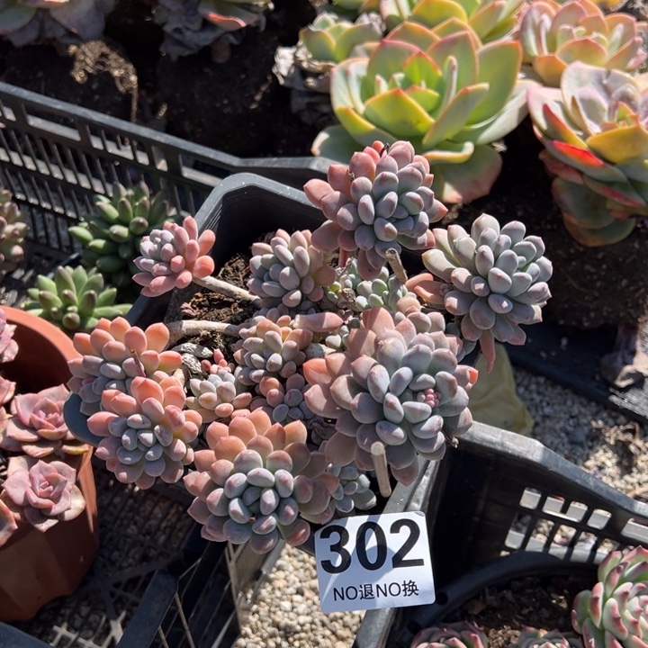 *****灯美人一物一拍302号