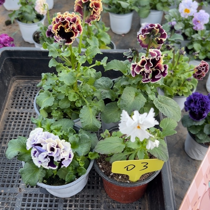 完全开放角瑾03无售后