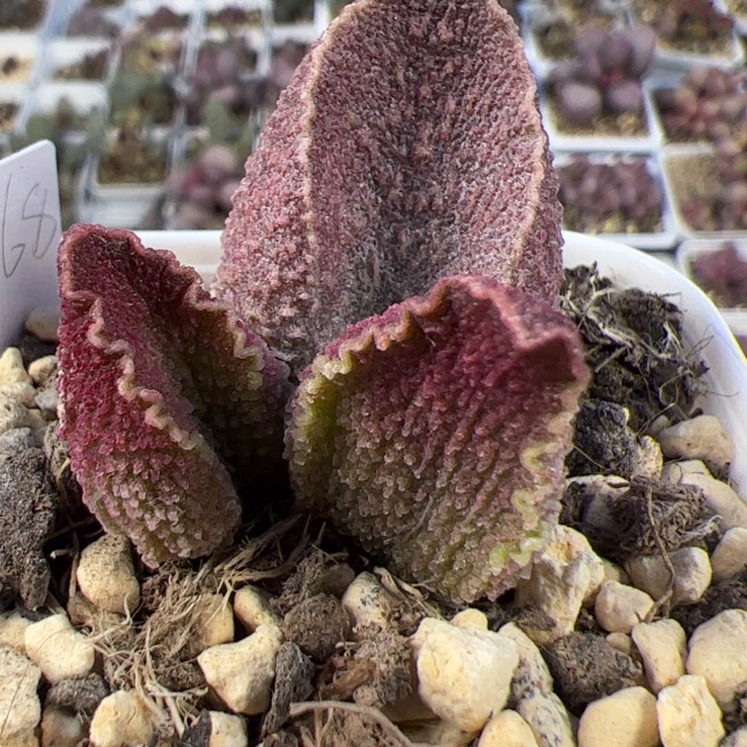 实生低叶苗多肉植物水泡多肉植物