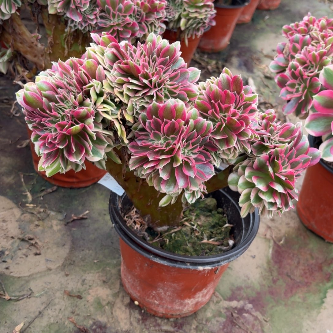 352粉女巫缀化多肉植物粉女巫缀化