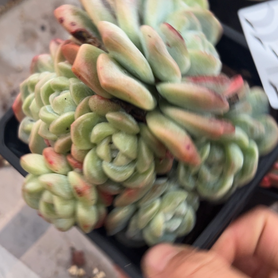 22+12            不售后