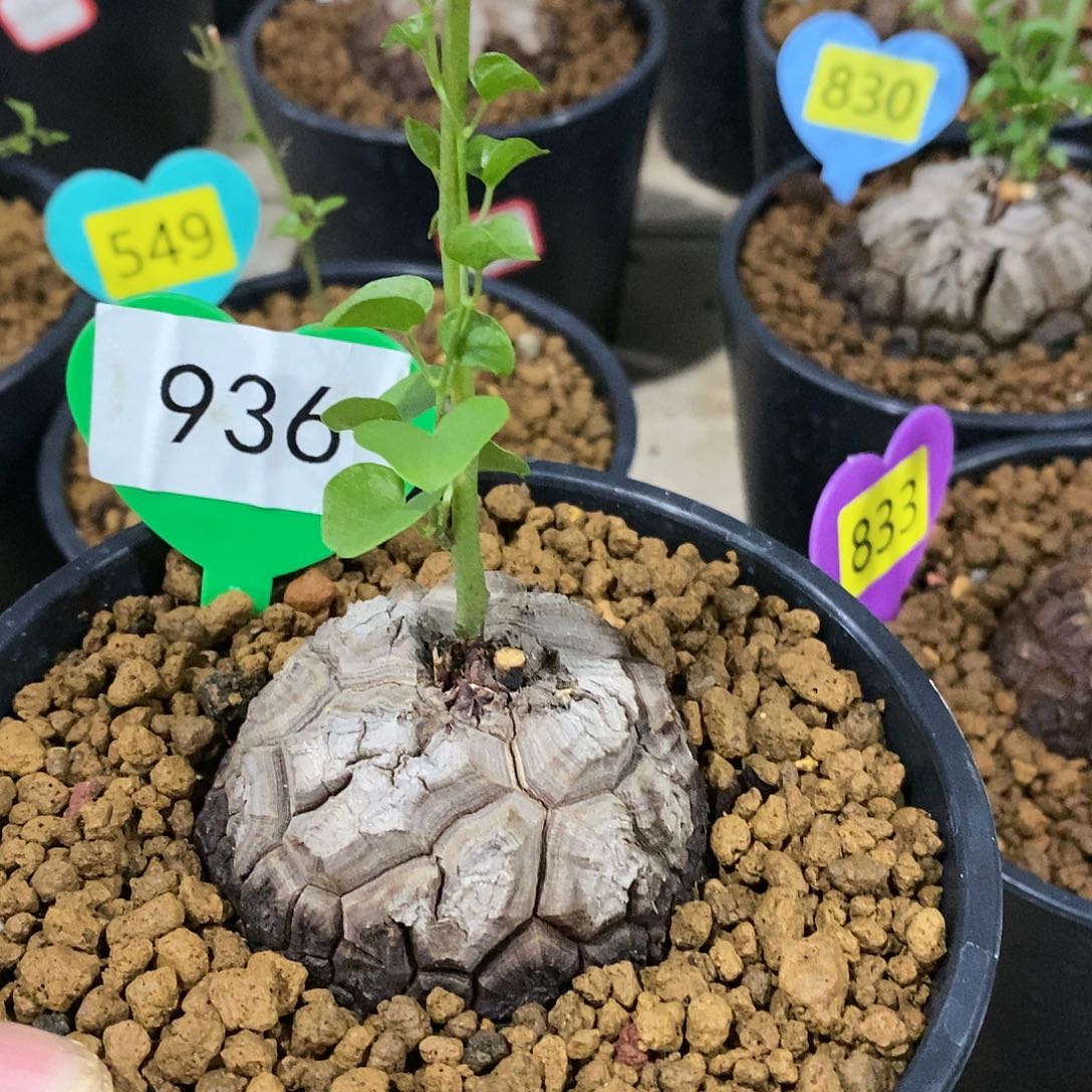 南非龟甲龙龟甲龙