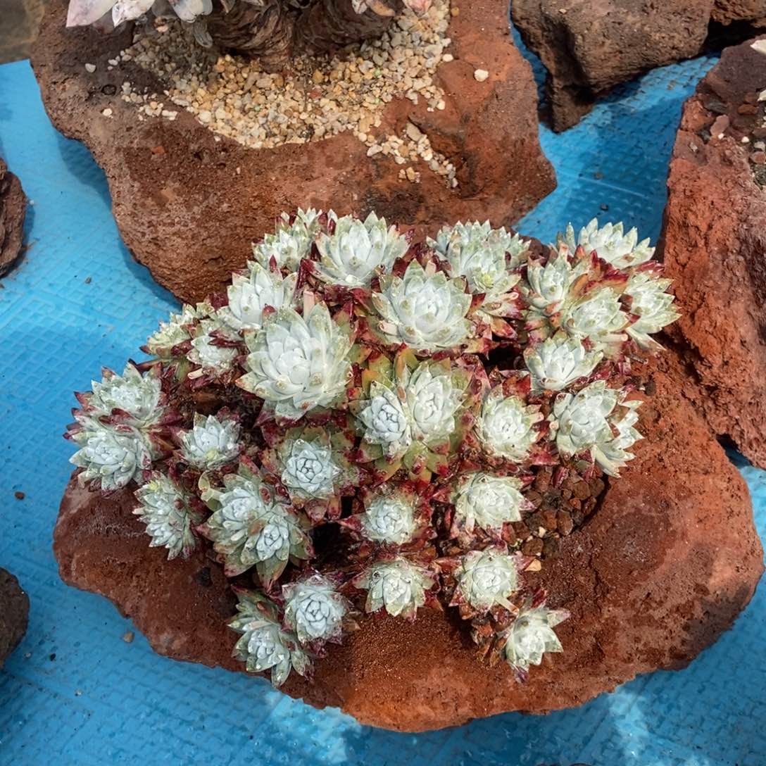 白雪姆多肉植物啦啦啦