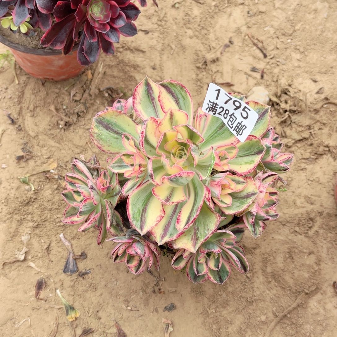 1795青花瓷多肉11111