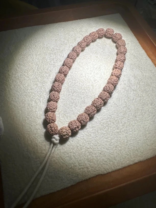 【原桩闷墩龙单圈】小金刚菩提毕业