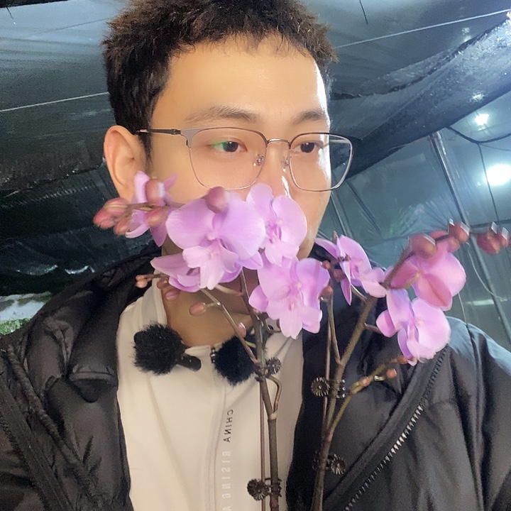 无花朵禹城王子蝴蝶兰