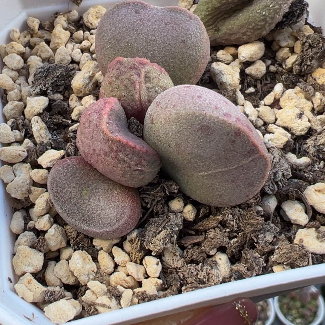 实生新品粉色系多肉植物