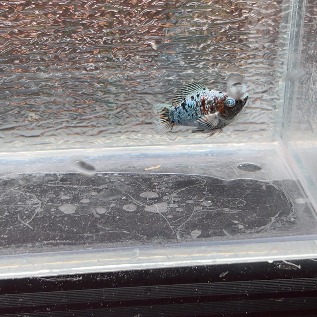 孔雀鱼玛丽鱼一条五彩奶牛公