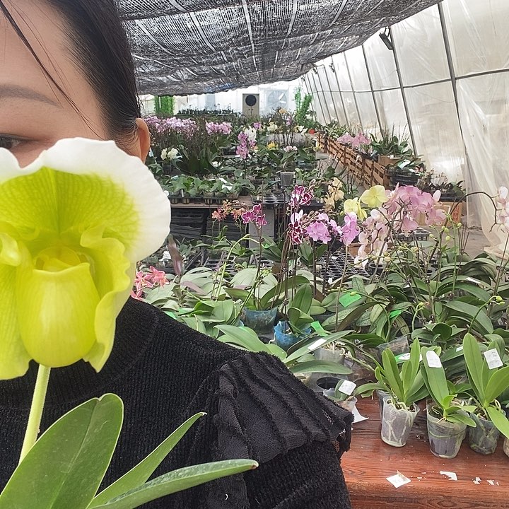 无花朵绿肉饼蝴蝶兰