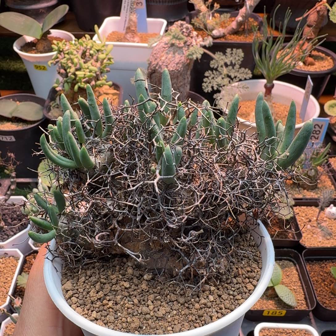 钢丝球万物想541 仙人掌.