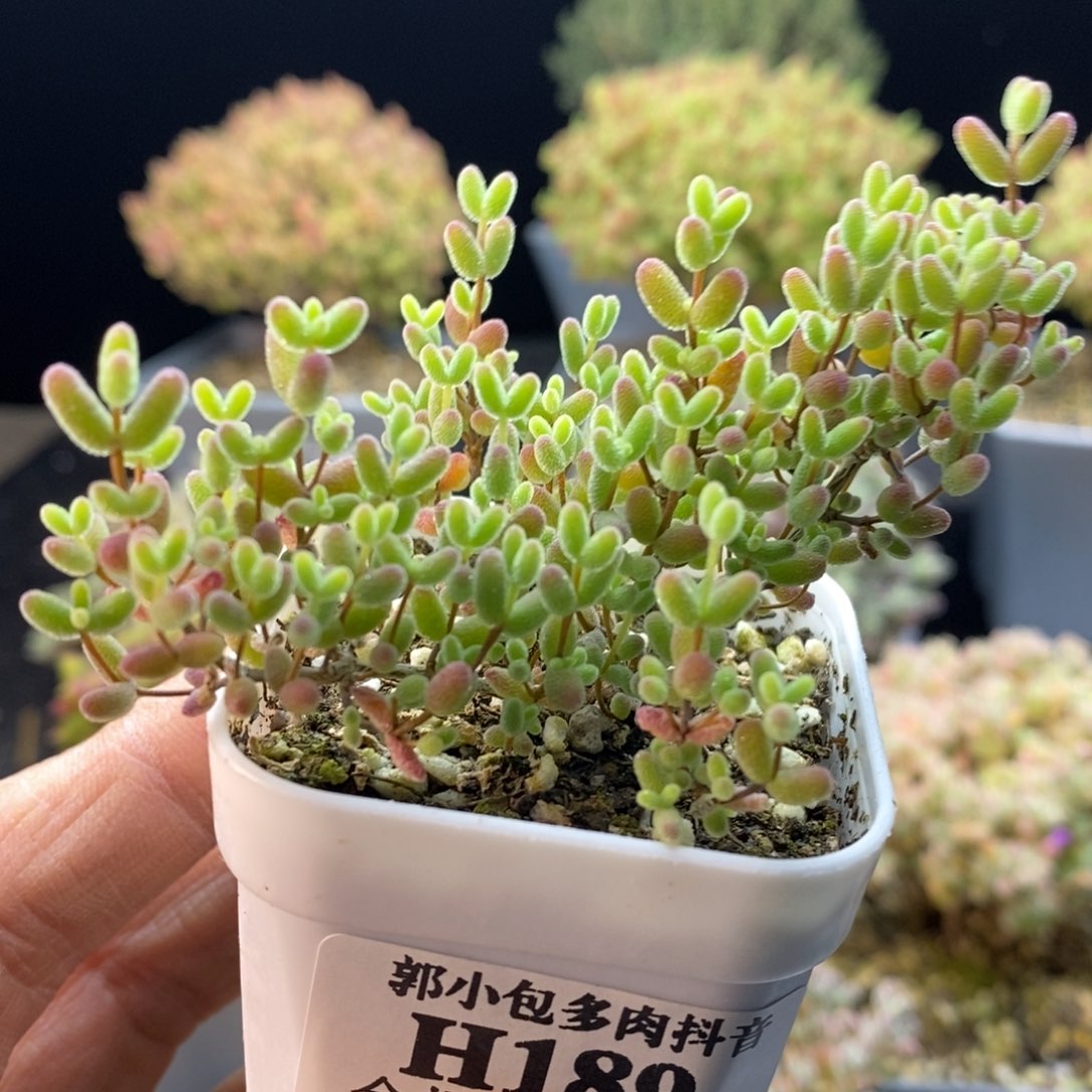 189蜜橘糖球。          