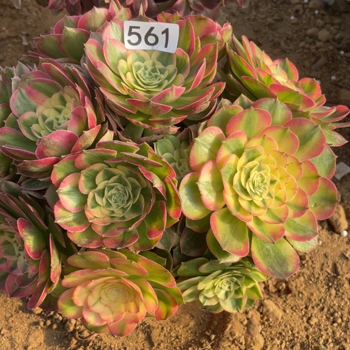 小***h无花朵561海仙多肉植物