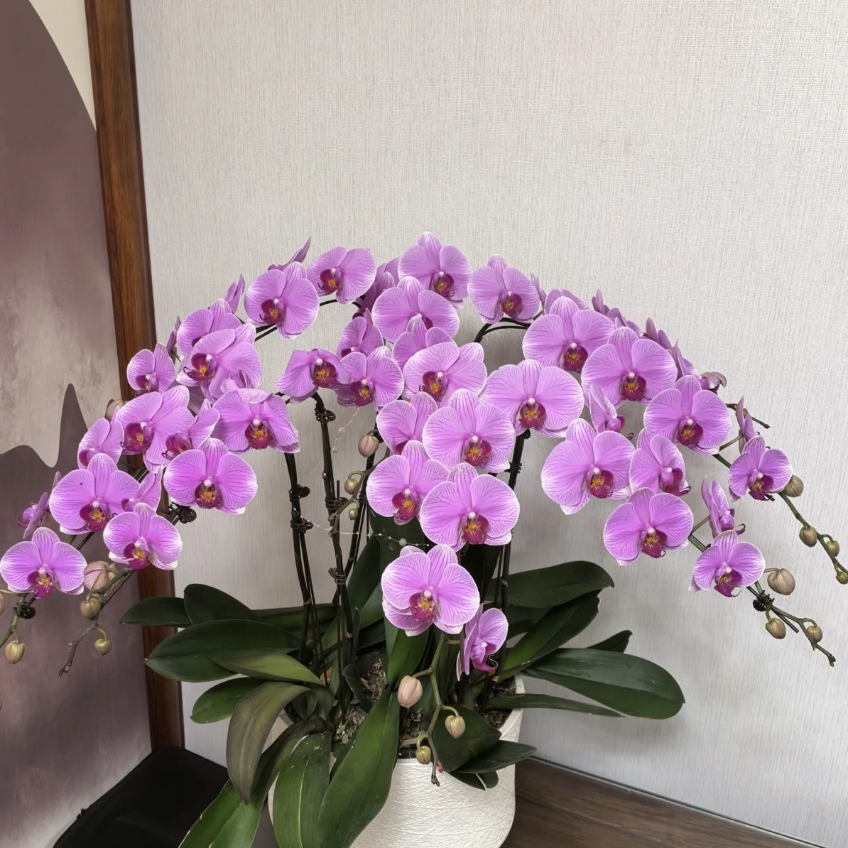 王小帅【紫蝶】蝴蝶兰盆栽阳台庭院花卉两盆包邮