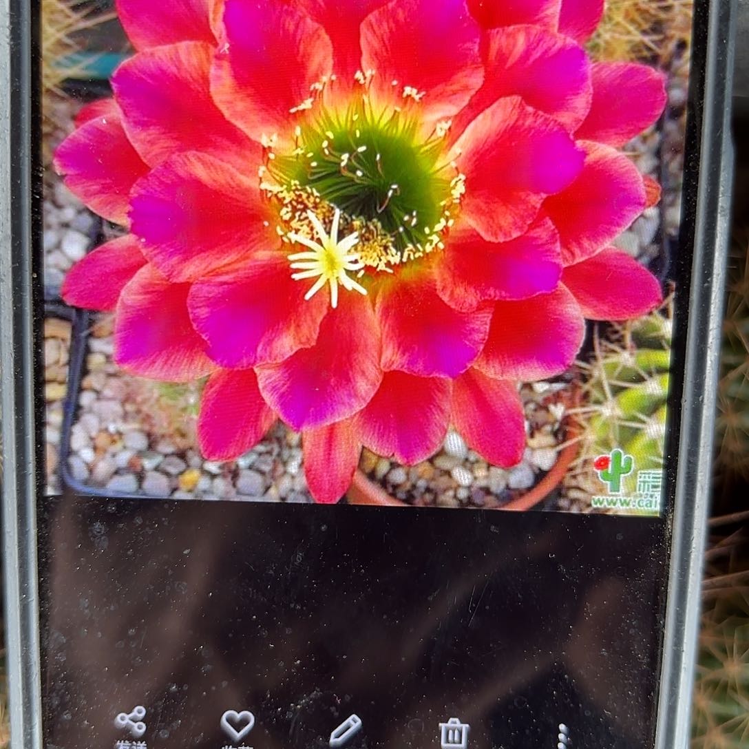 安妮特毛侧牙20包邮仙人球20