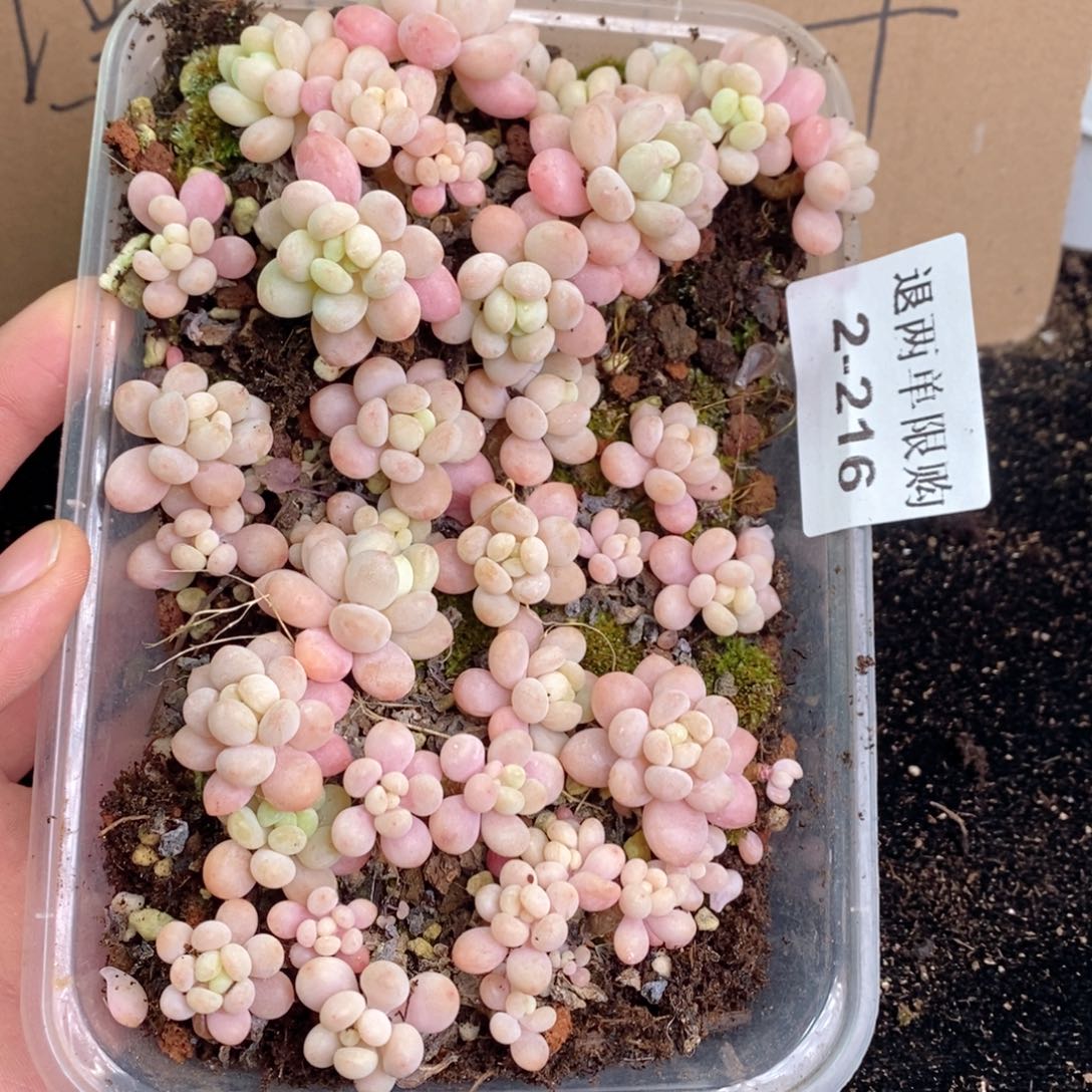 2-216 新疆西藏内蒙不发其他一单包邮两到三公分多肉