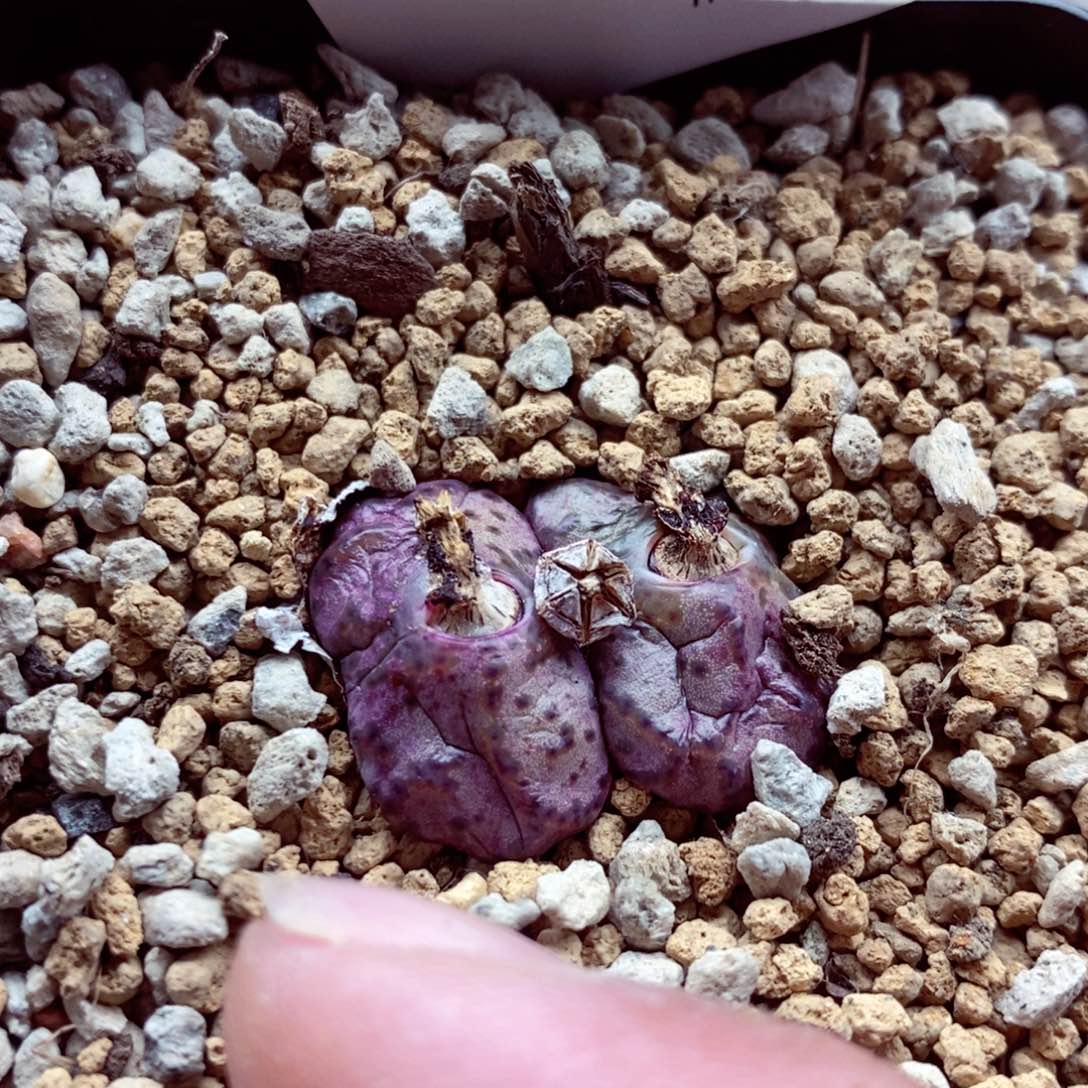 我的小姐姐们都是479