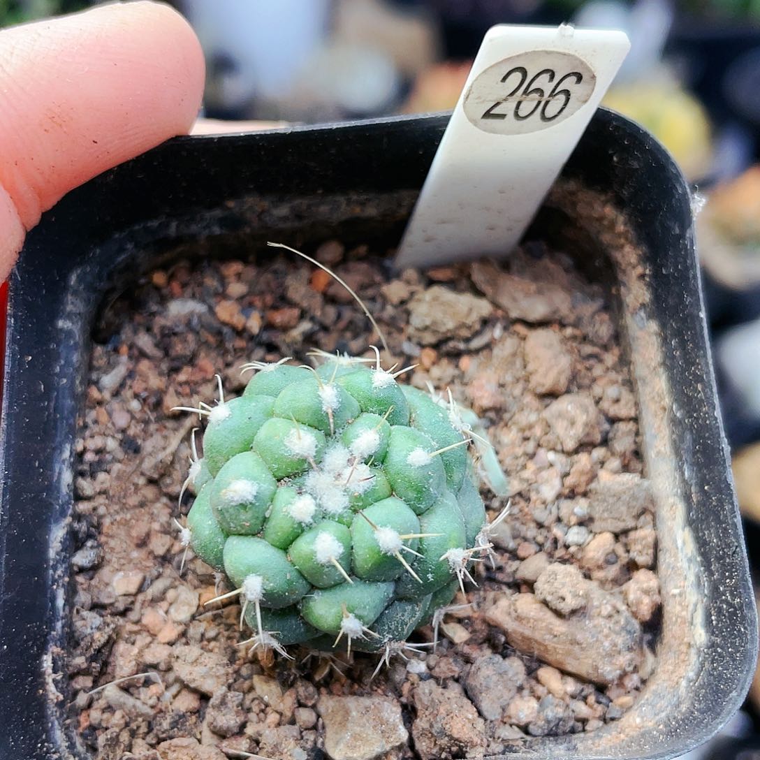 非偏远地区25包邮仙人球根小