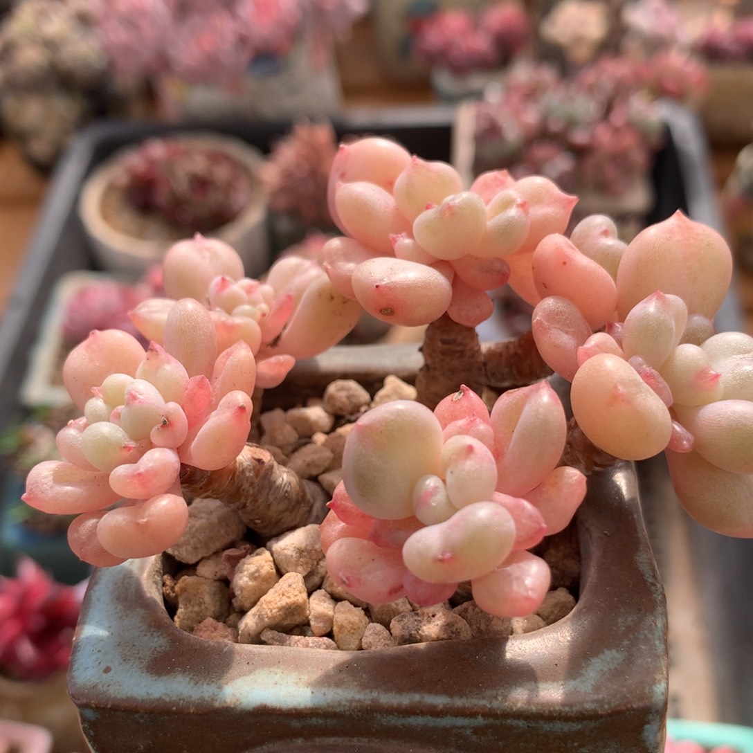 比尔盖茨一物一拍 009