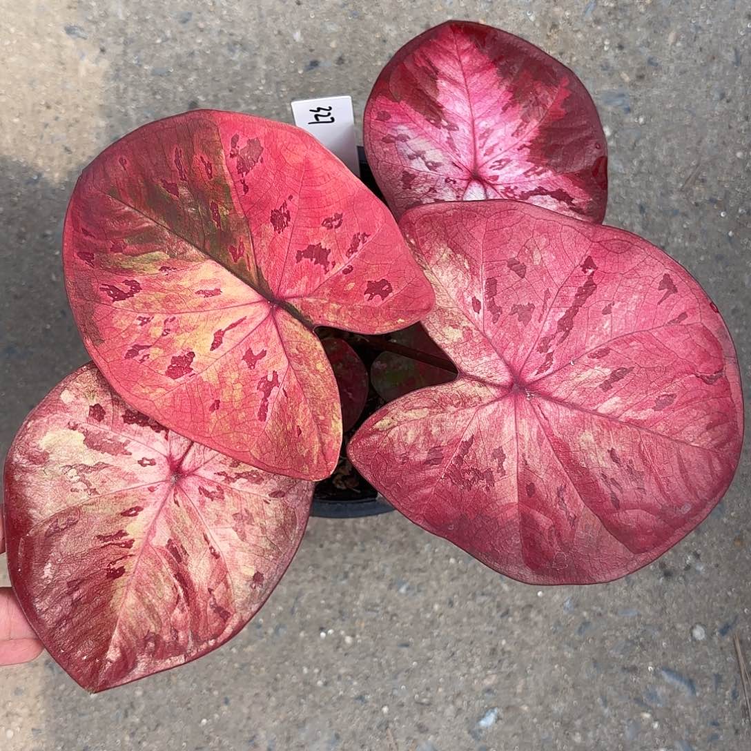 327-0125Rose彩叶芋泰国发货