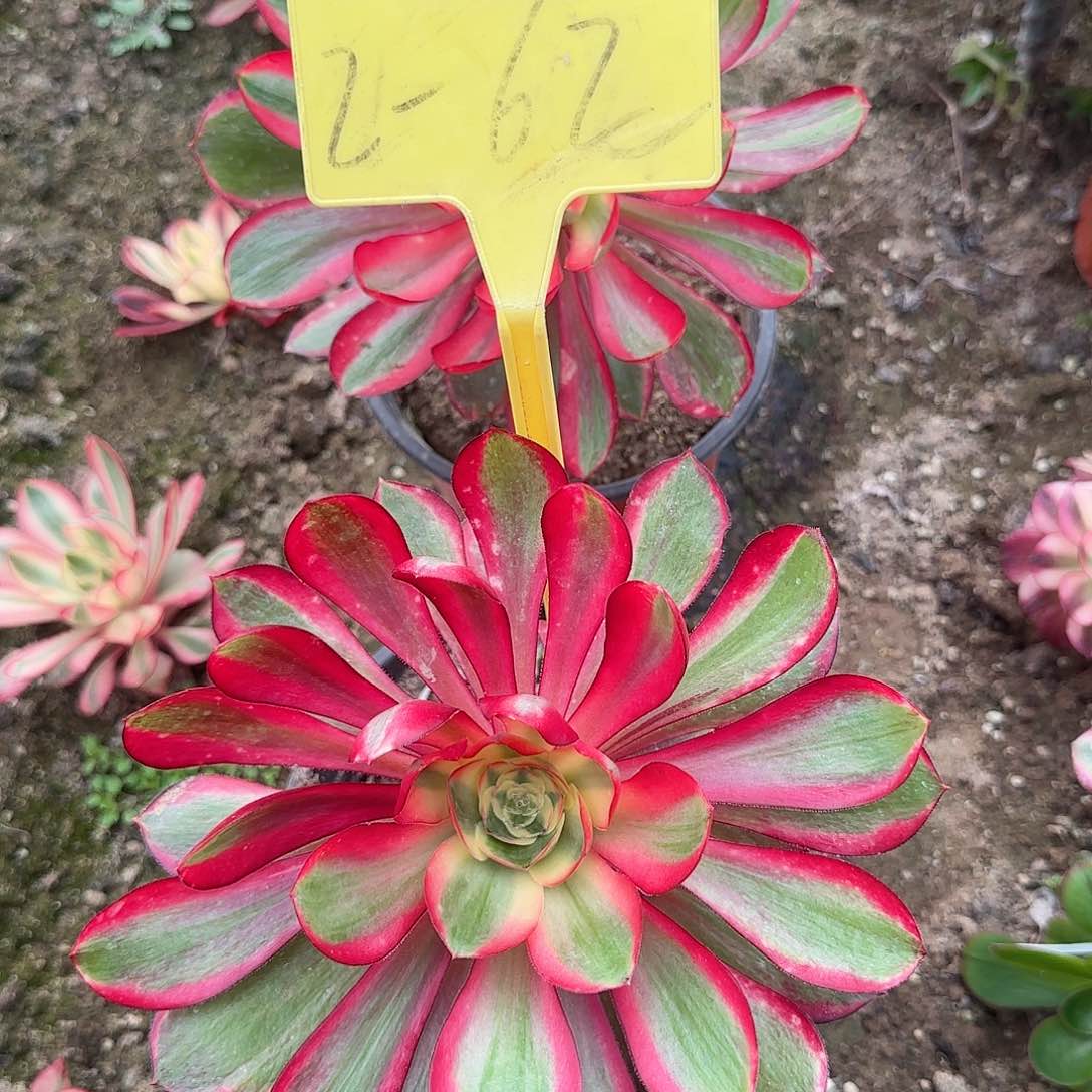 2-62--+多头多肉植物