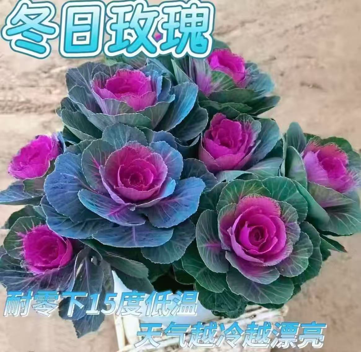 多头羽衣紫甘蓝红华美盆栽庭院花卉耐寒耐晒易养好活
