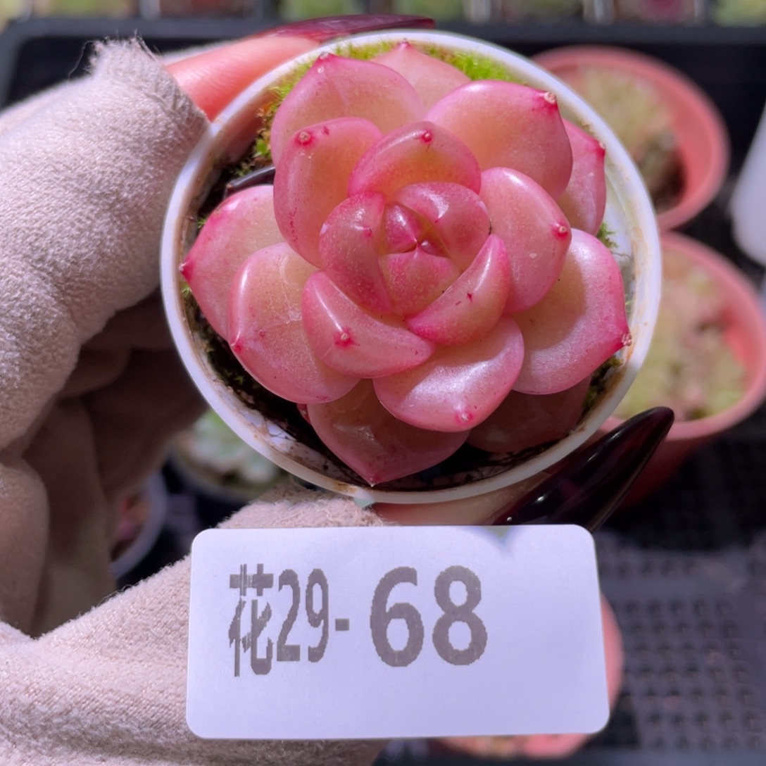 花利美29-68新品珍妮