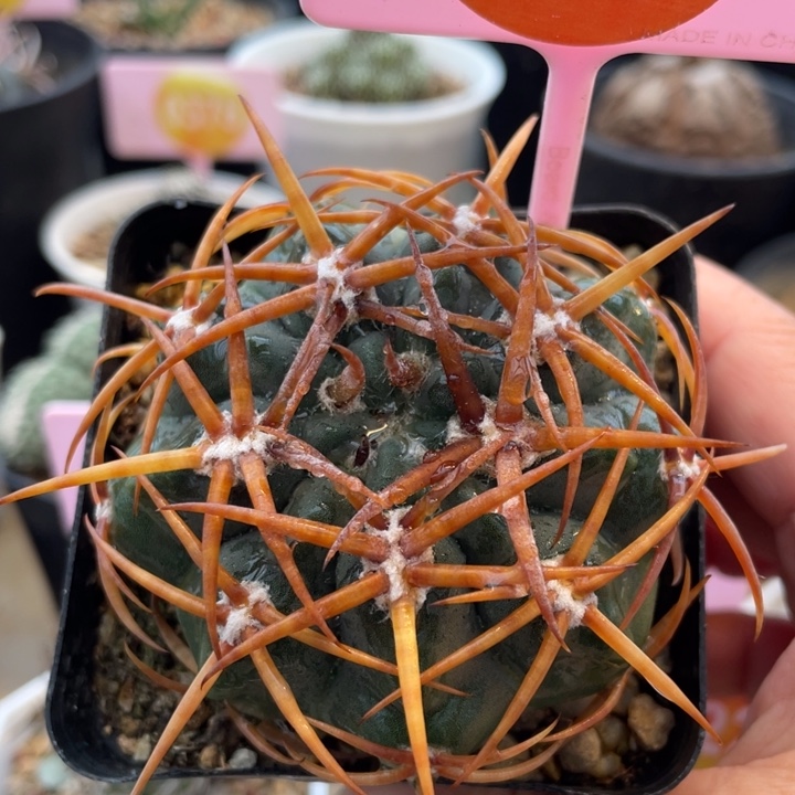 实生狂刺碧岩玉2625