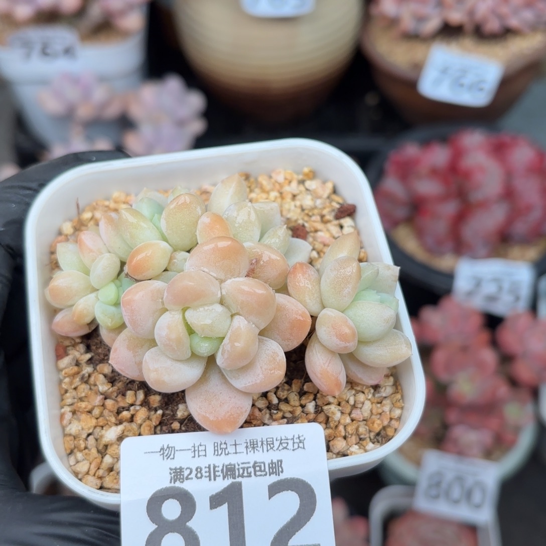 阮玲玉整群无盆土发货