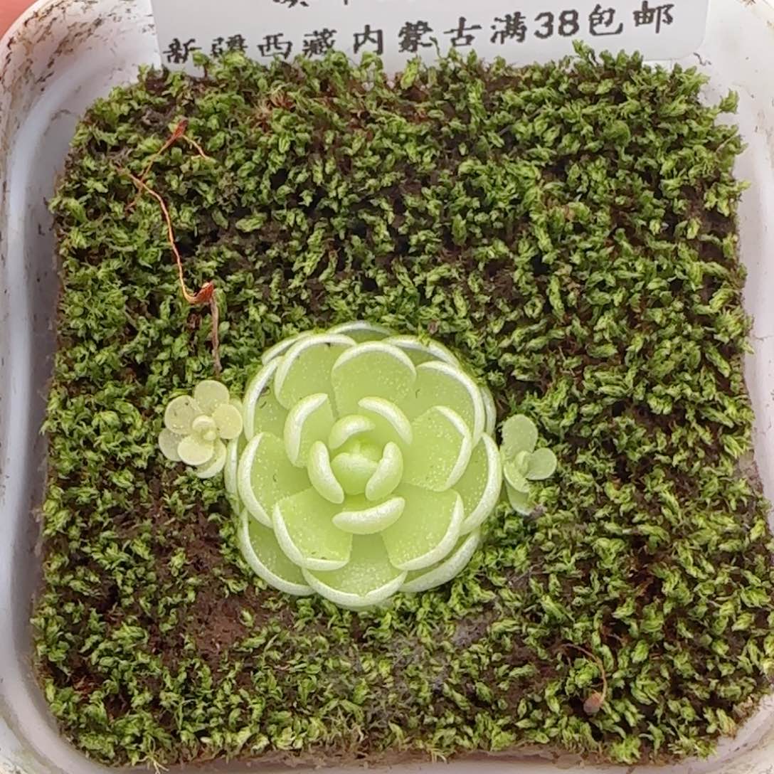 0614-294爱丽丝捕虫堇