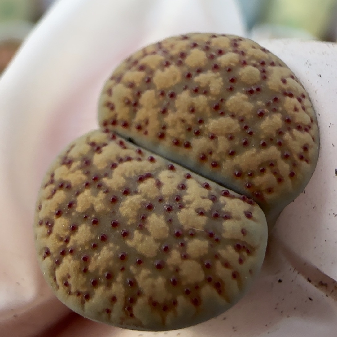 2。7。7016。c 159上播福利