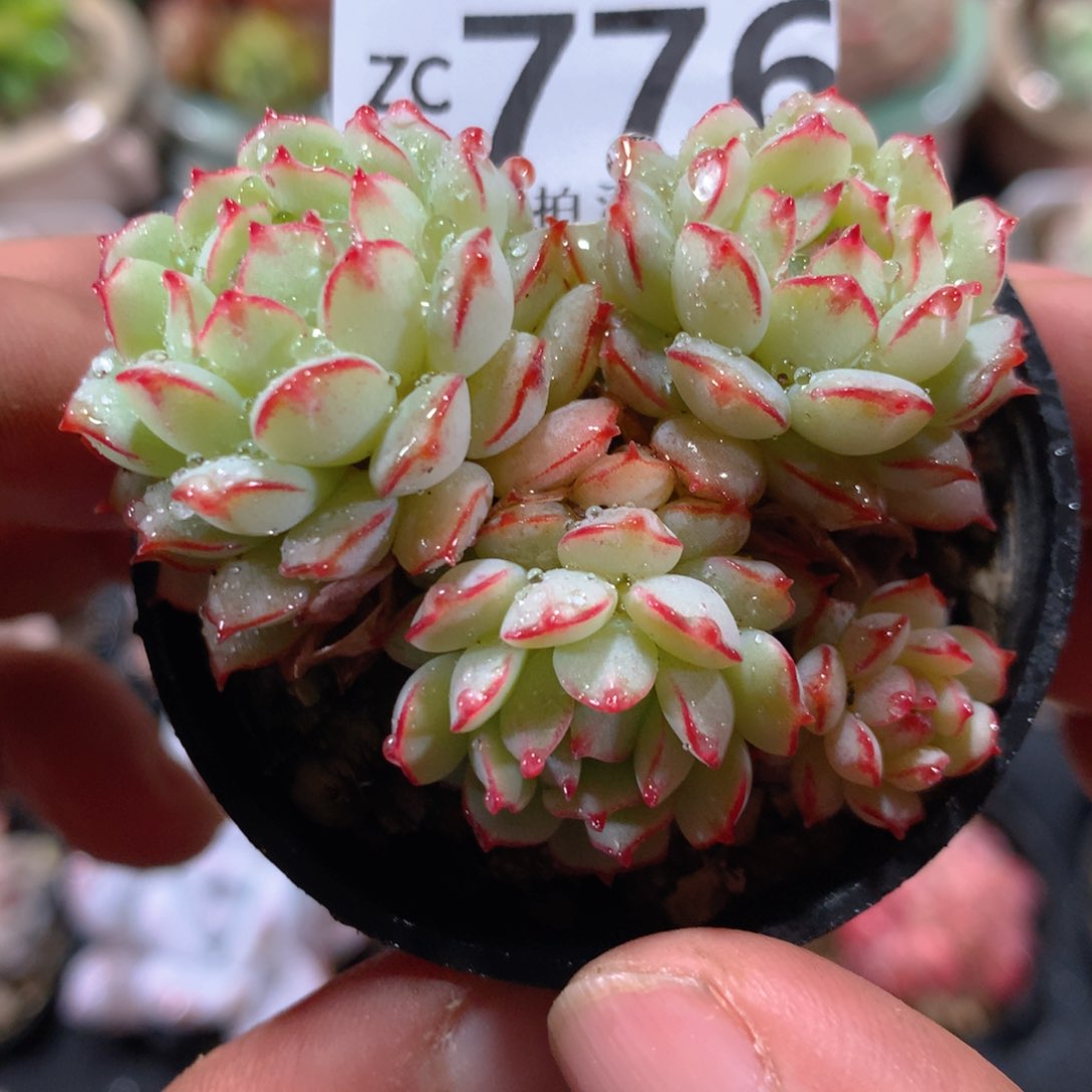 5CM拇指盆精控多肉ZC776