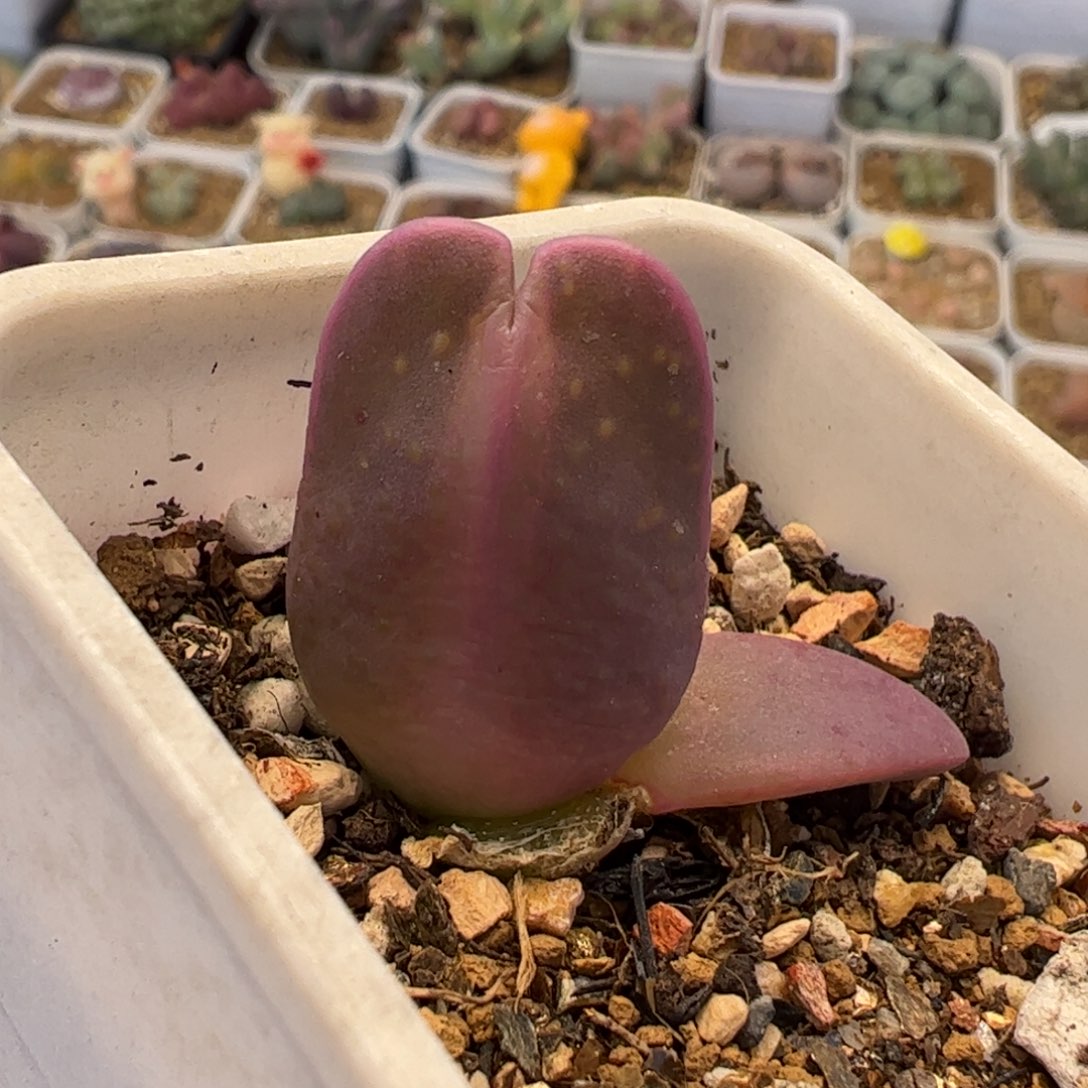 662多肉植物组合