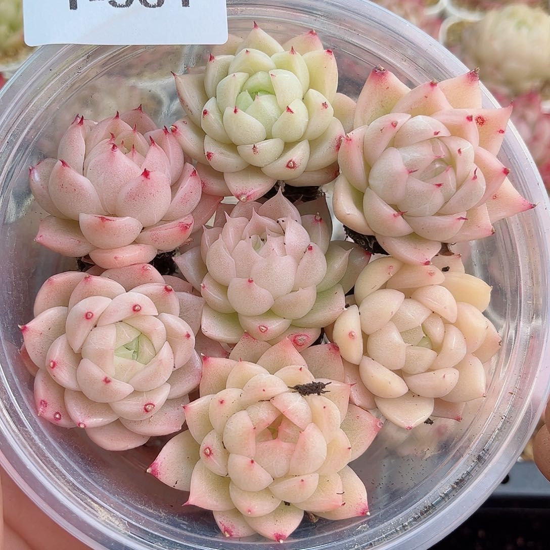 1-381 新疆西藏内蒙不发12.8包邮2-3公分多肉