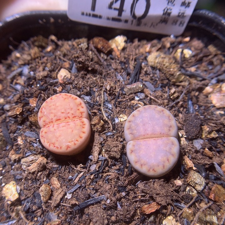 精品生石花224.140