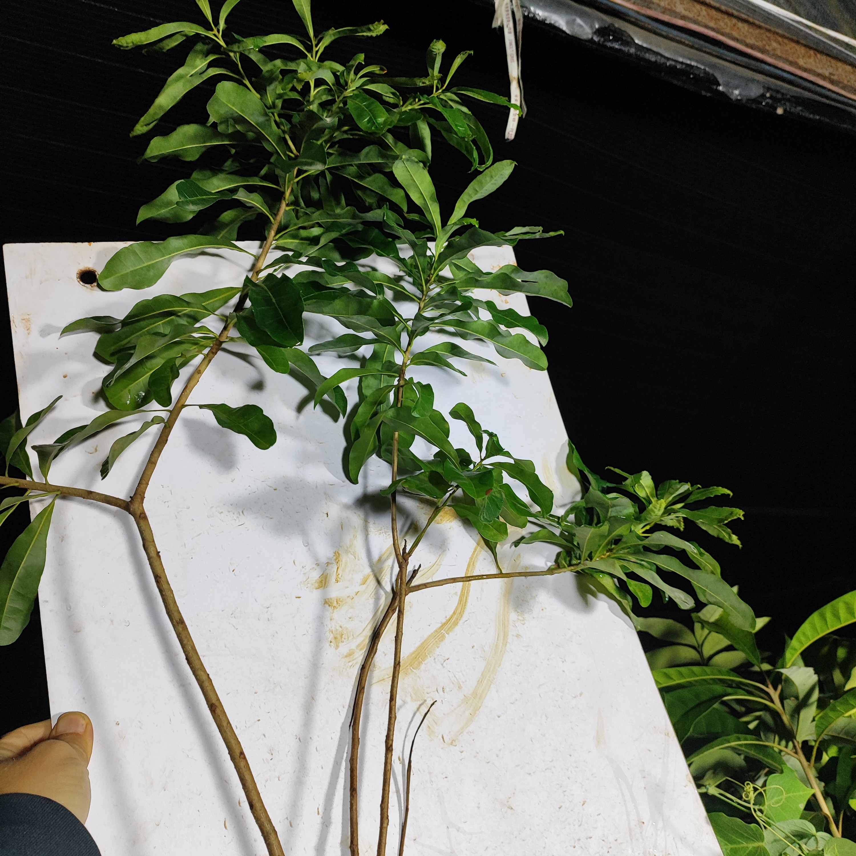 杨梅：绿植，观花赏叶吃果，云南芒市顺丰包邮