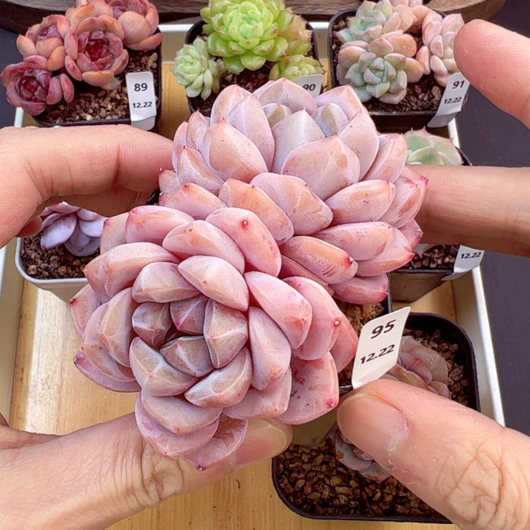 好好看95、哈哈哈哈