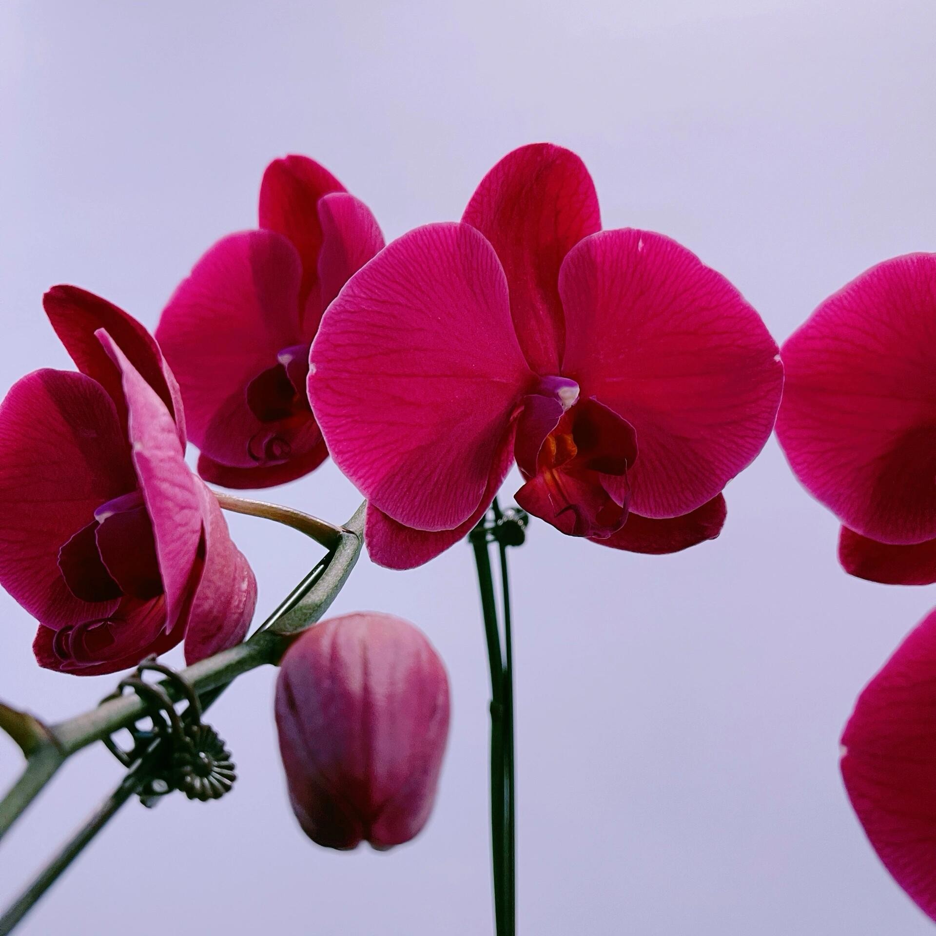 【洋洋得意】精品蝴蝶兰花室内阳台办公室高端花卉绿植盆栽年宵花