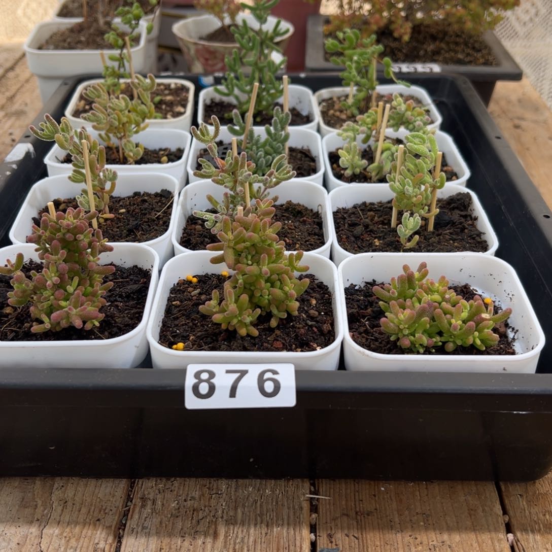 枝干番杏多肉植物876