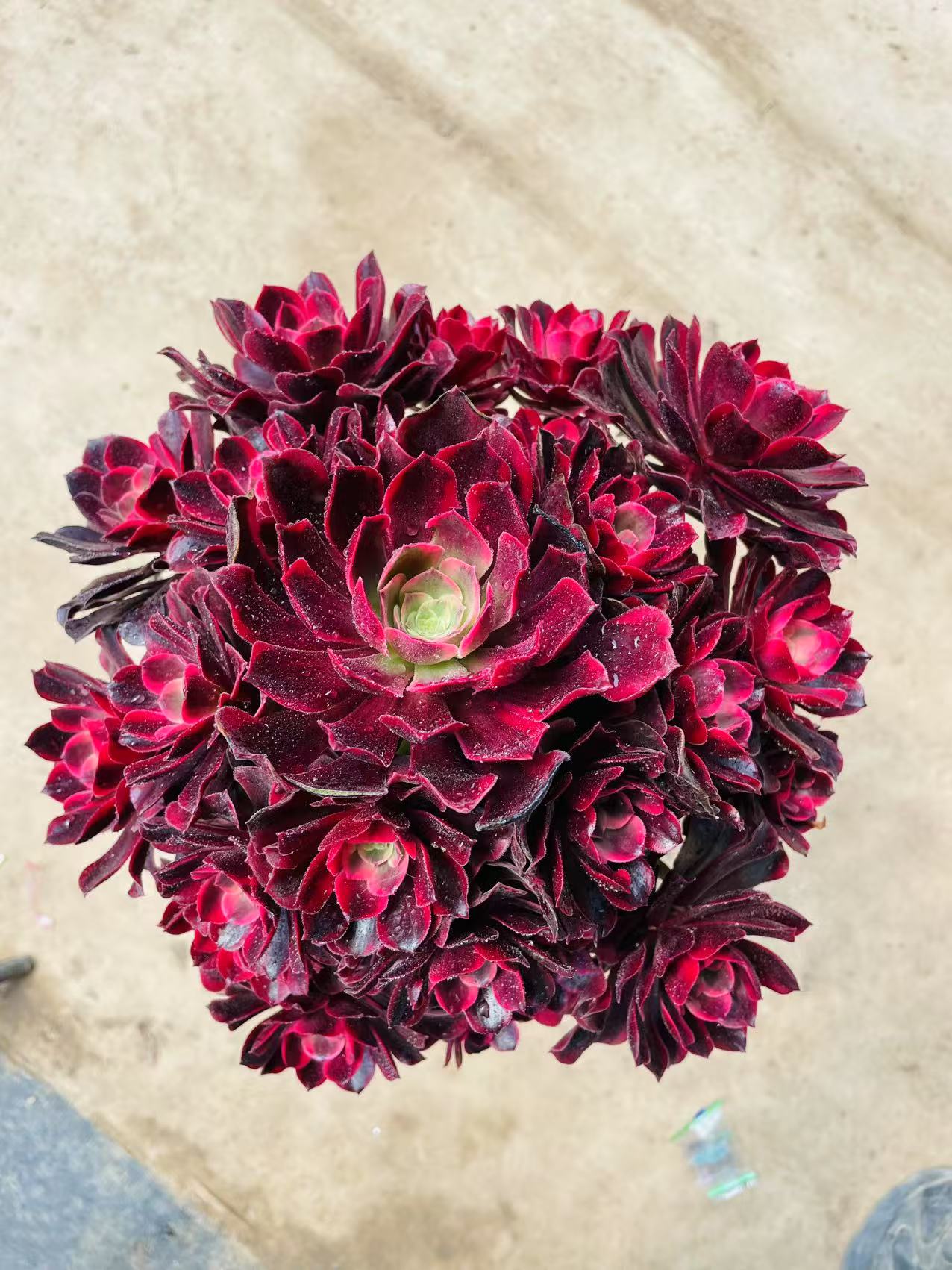 【美杜莎】多肉法师