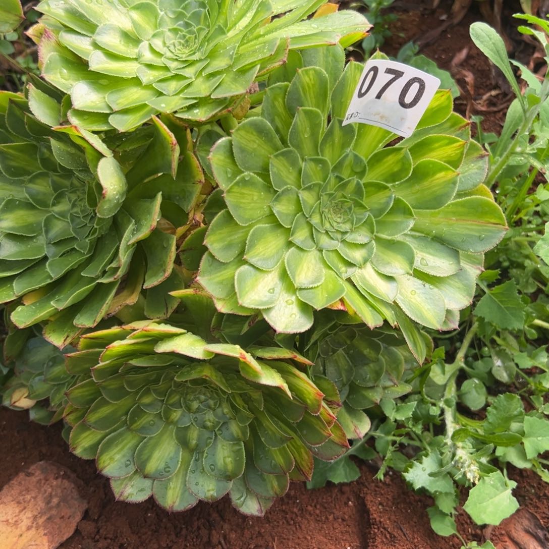 尤**。精品多肉植物070