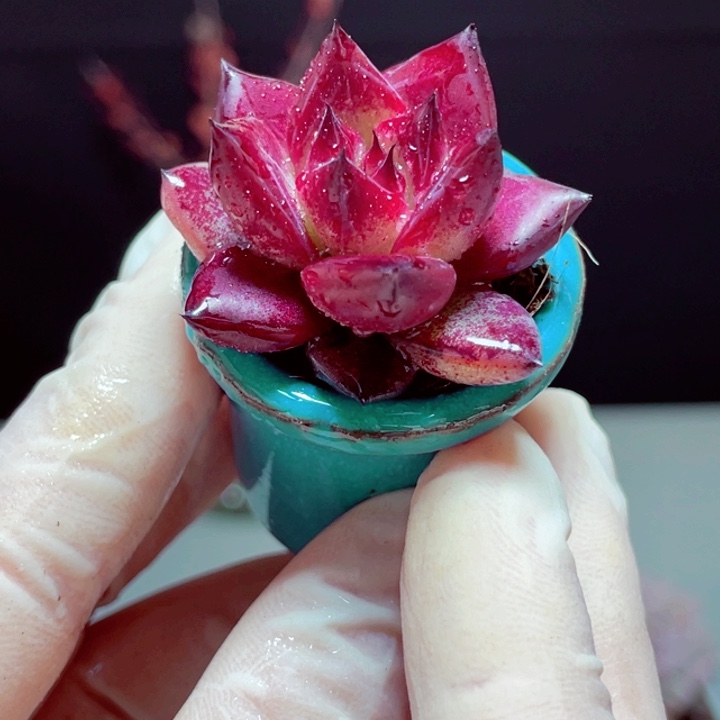 罗宾样品1颗蓝色盆