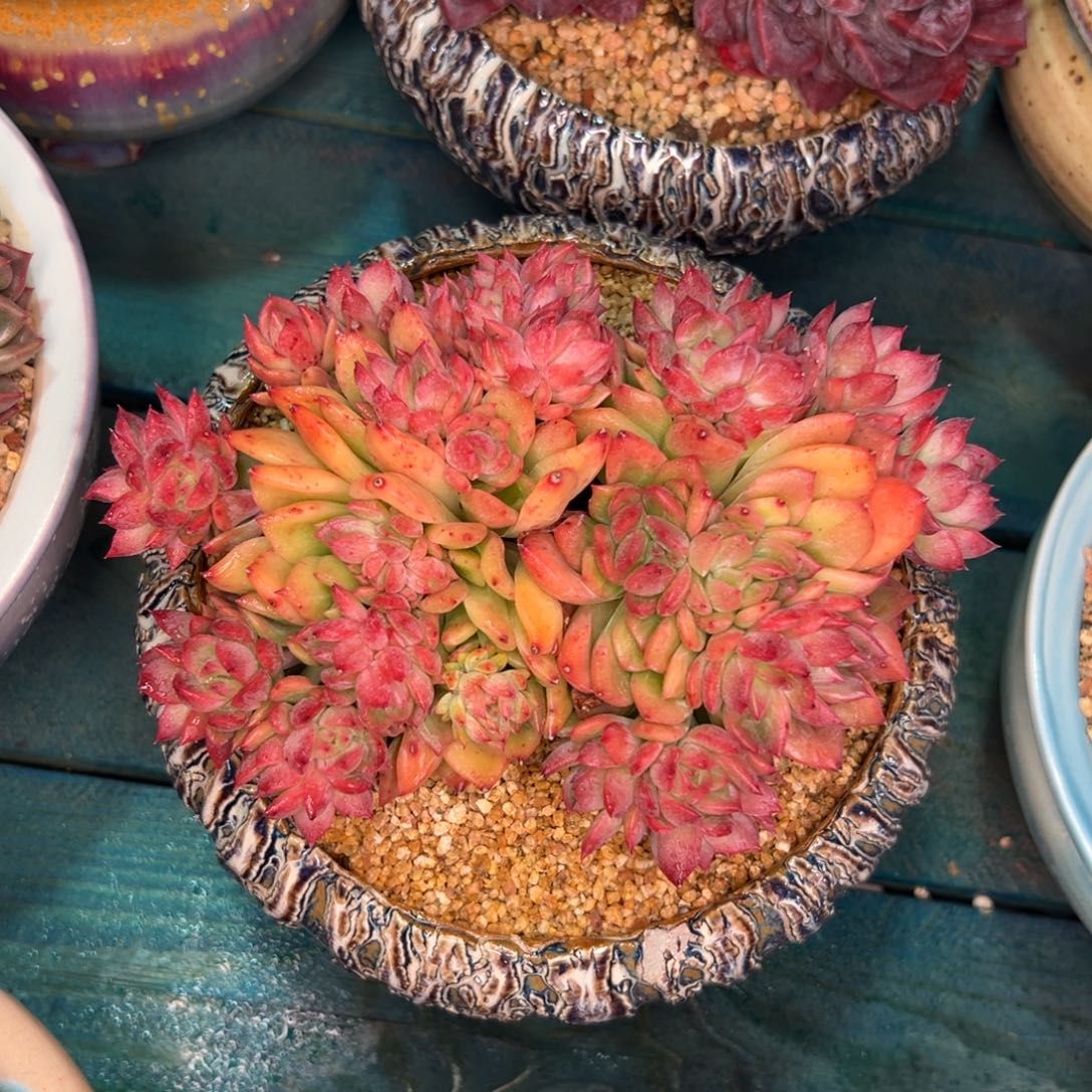 多肉一物一拍0308.锦